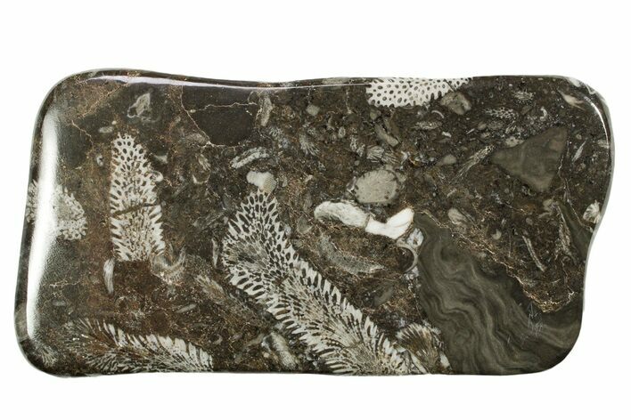 Polished Devonian Fossil Coral and Bryozoan Plate - Morocco #365153